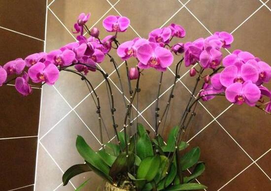 蝴蝶兰的寓意和风水作用