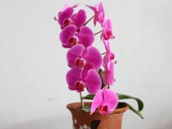 蝴蝶兰的寓意和风水作用