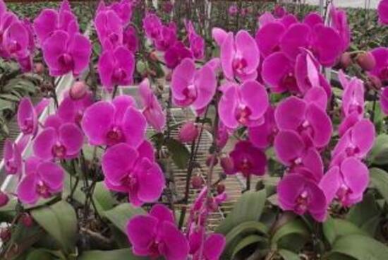 蝴蝶兰的寓意和风水作用