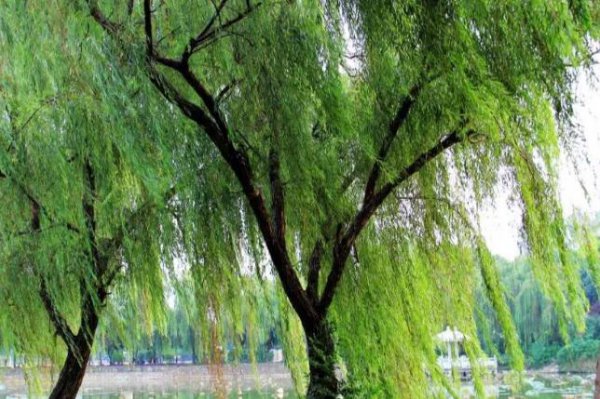 坟墓边栽什么花草最佳