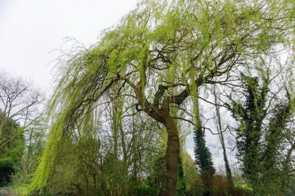 坟墓边栽什么花草最佳