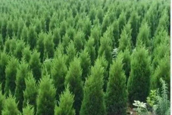 坟墓边栽什么花草最佳