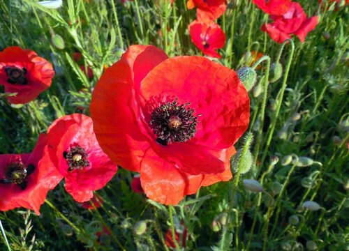 红色虞美人的花语是什么