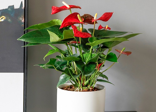 红掌喜阳还是喜阴