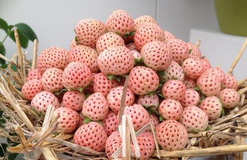 淡雪草莓为什么这么贵