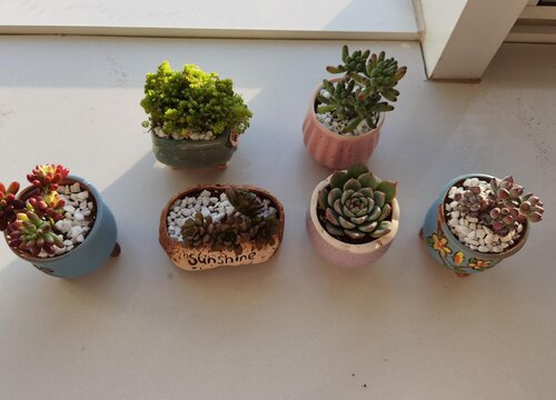 冬季怎么养多肉就能安全越冬