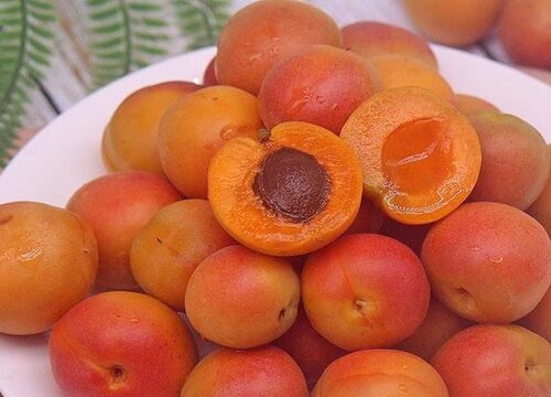 杏子什么时候成熟