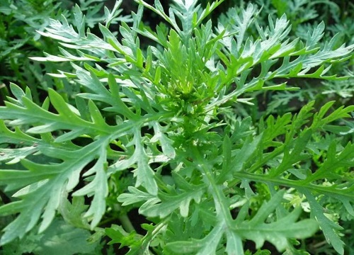 蒿类蔬菜有哪些品种