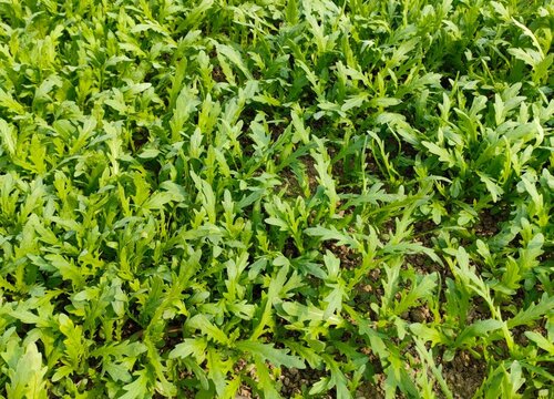 蒿类蔬菜有哪些品种