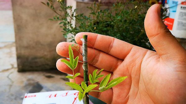 月季花树用什么树桩嫁接