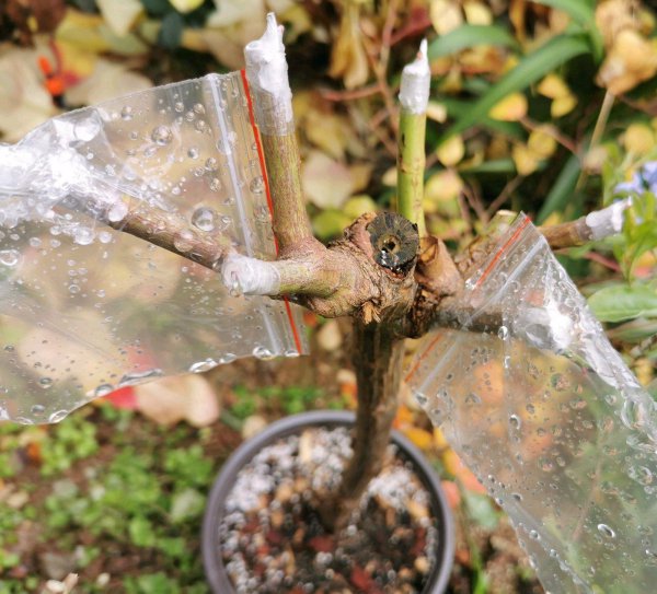 月季花树用什么树桩嫁接