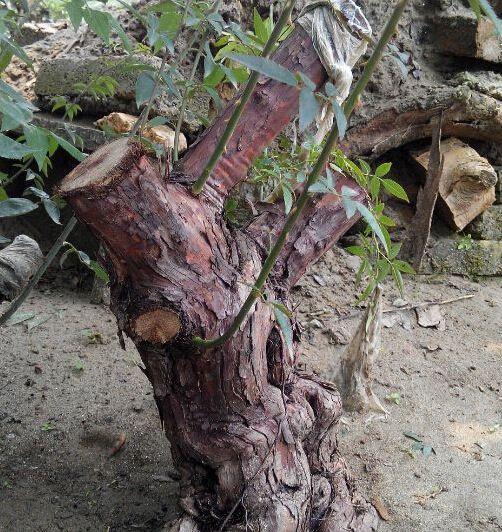 月季花树用什么树桩嫁接