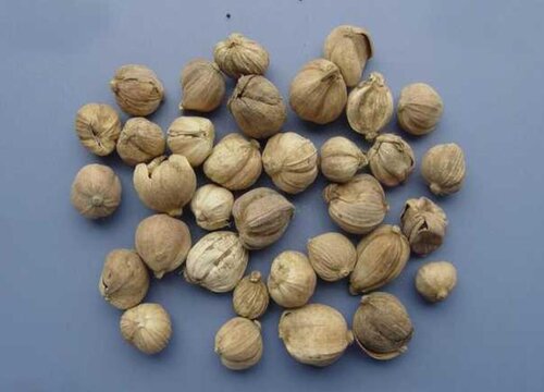 豆蔻和白豆蔻一样吗