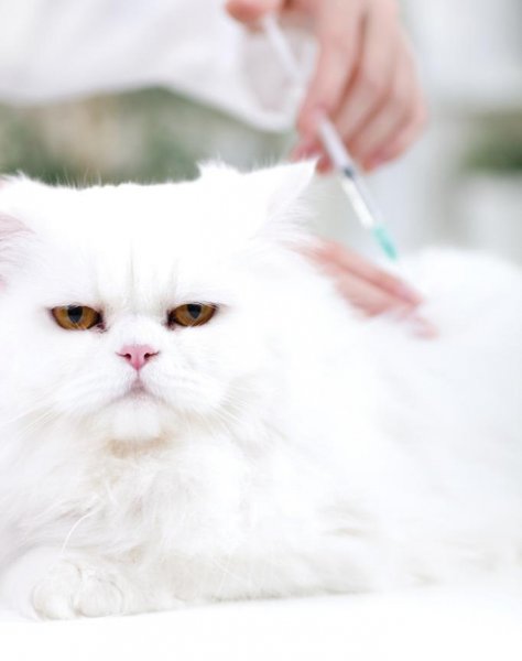 波斯猫为什么不能养