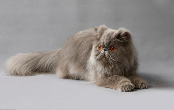 波斯猫为什么不能养