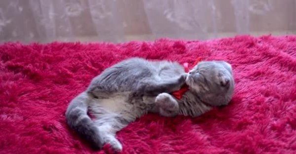 波斯猫为什么不能养