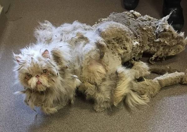 波斯猫为什么不能养