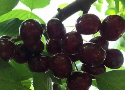 昆明樱桃什么时候成熟