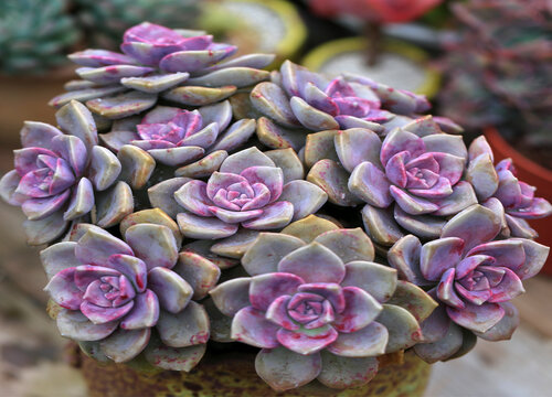 紫乐怎么度夏安全