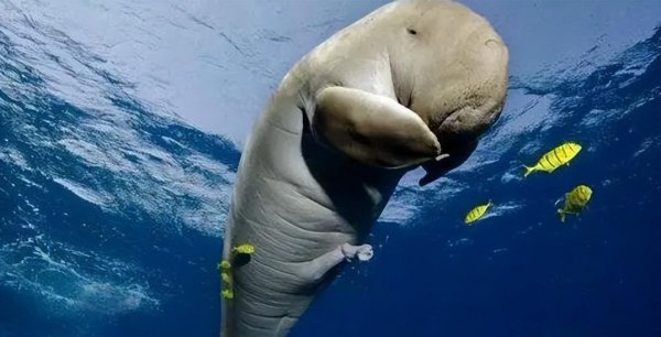 世界上真的有鲛人吗