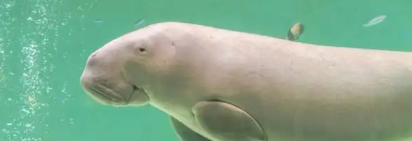 世界上真的有鲛人吗