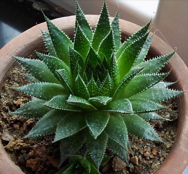 芦荟怎么养才能叶片肥厚