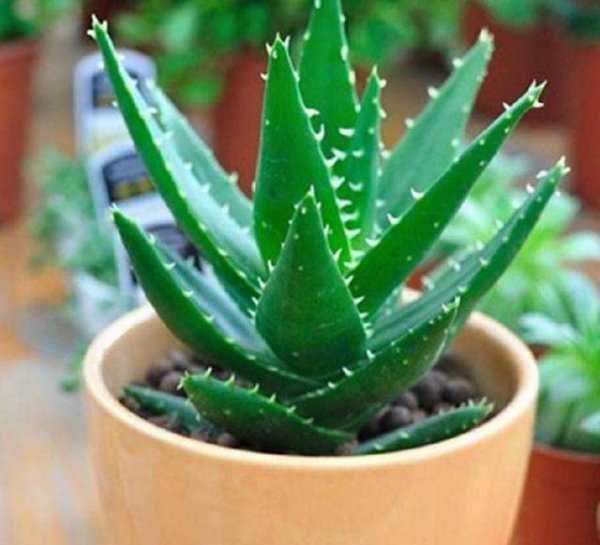 芦荟怎么养才能叶片肥厚