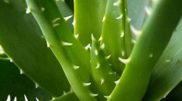 芦荟怎么养才能叶片肥厚