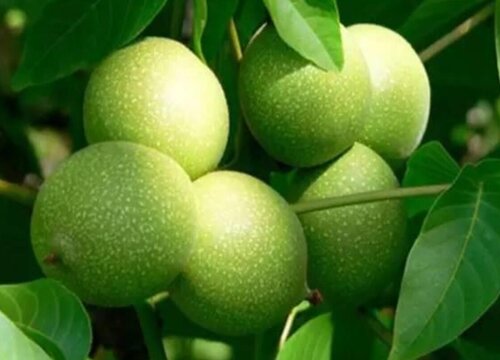 新鲜核桃可以冷冻保存吗