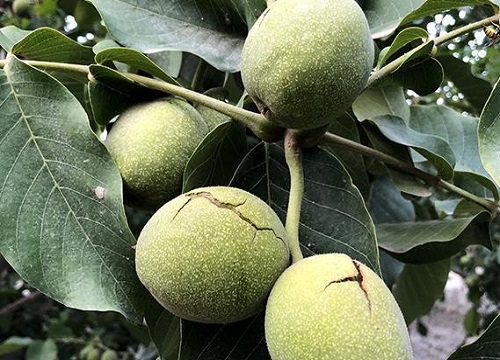 新鲜核桃可以冷冻保存吗