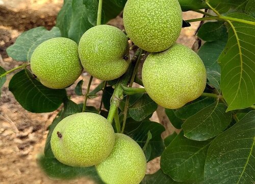 新鲜核桃可以冷冻保存吗