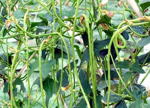 适合夏天种植的蔬菜有哪些