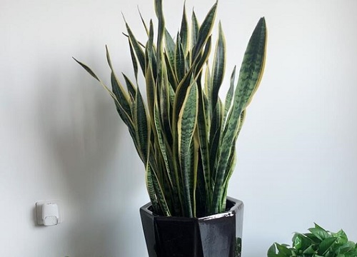 虎尾兰什么时候换盆好