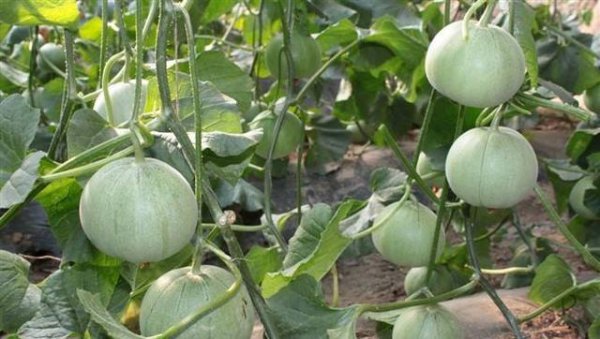 甜瓜如何整枝打杈留瓜