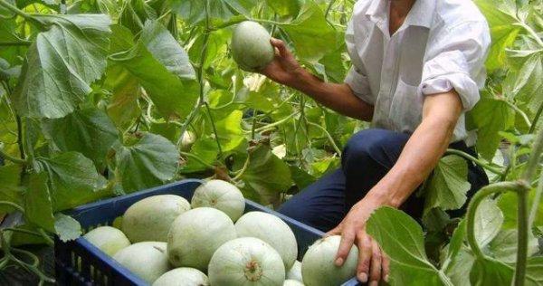 甜瓜如何整枝打杈留瓜