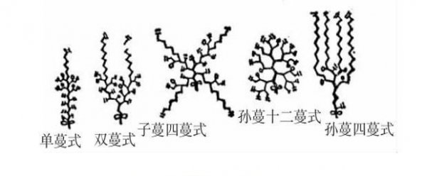 甜瓜如何整枝打杈留瓜