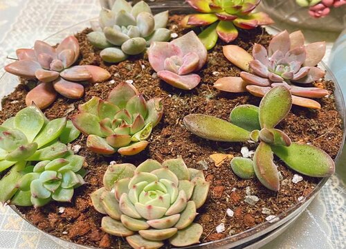 多肉的生长过程