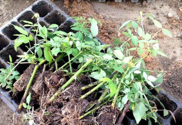 怎么扦插月季枝条更容易成活