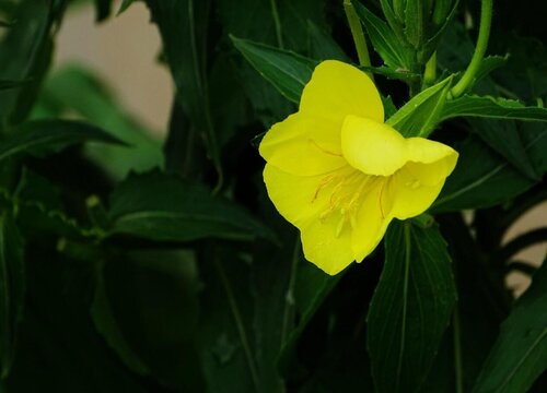 月见草花期是什么时候