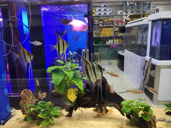 鱼在缸里不停的乱窜是什么原因