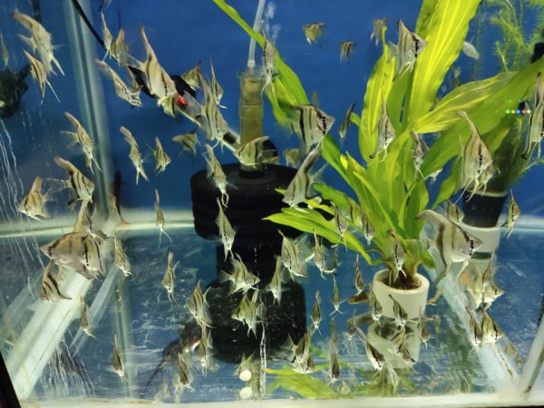 鱼在缸里不停的乱窜是什么原因