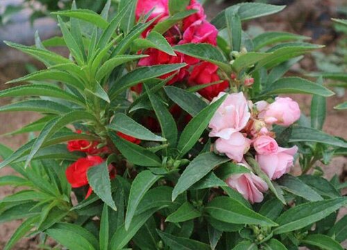 凤仙什么时候开花