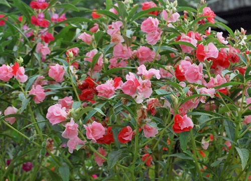 凤仙什么时候开花