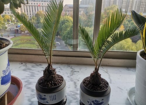 铁树用什么肥料比较好