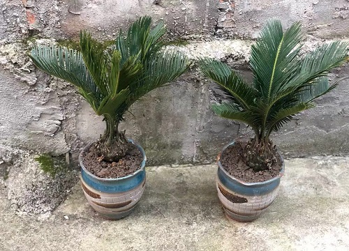 铁树用什么肥料比较好