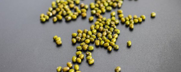 绿豆适合什么季节播种