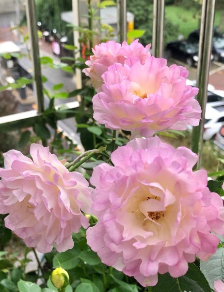 海葵月季值得入手吗