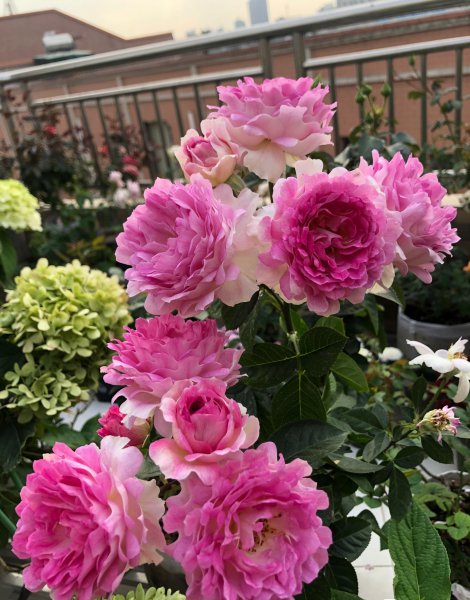 海葵月季值得入手吗