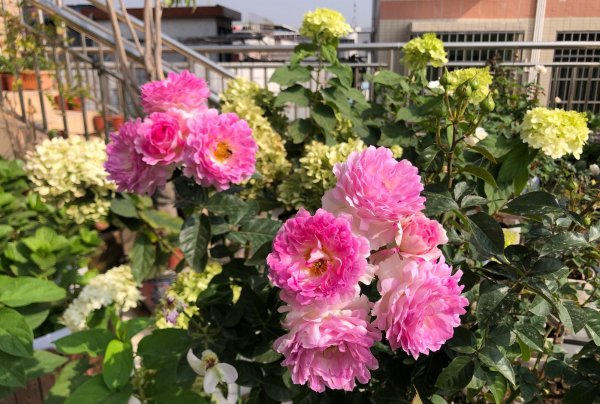 海葵月季值得入手吗