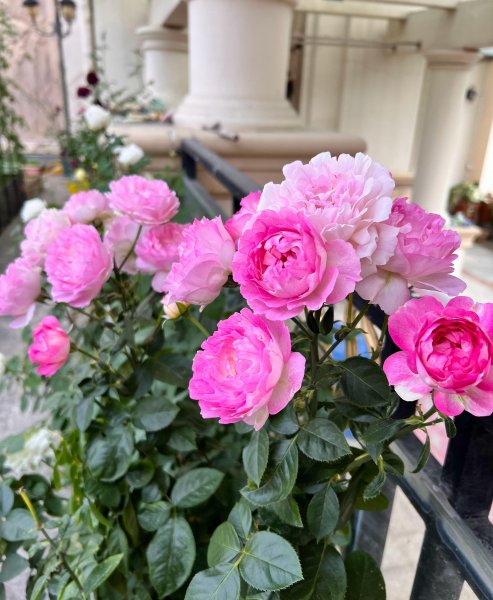 海葵月季值得入手吗